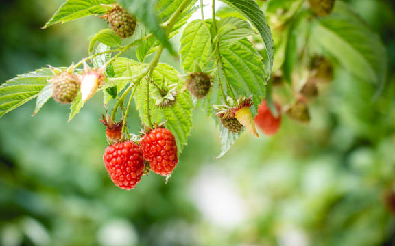Maungatapere Berries.