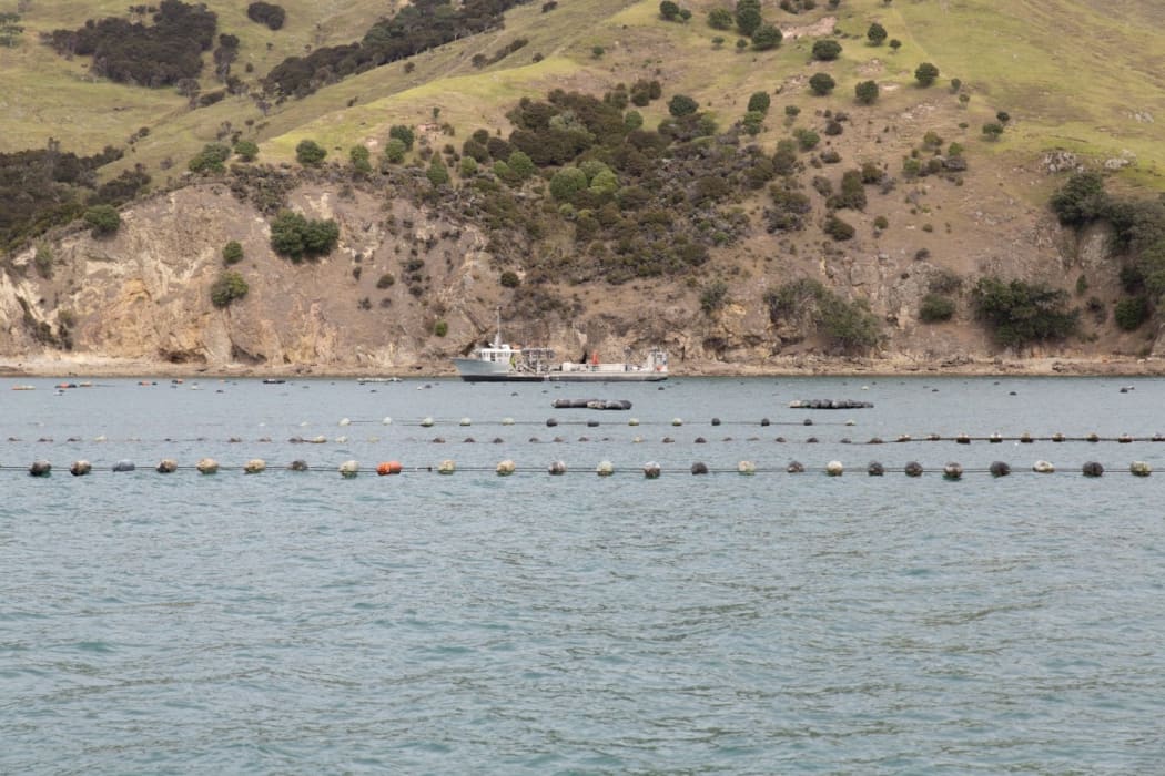 Mussel lines commonly collect undaria on them.
