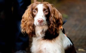 Marty the dieback-sniffing dog