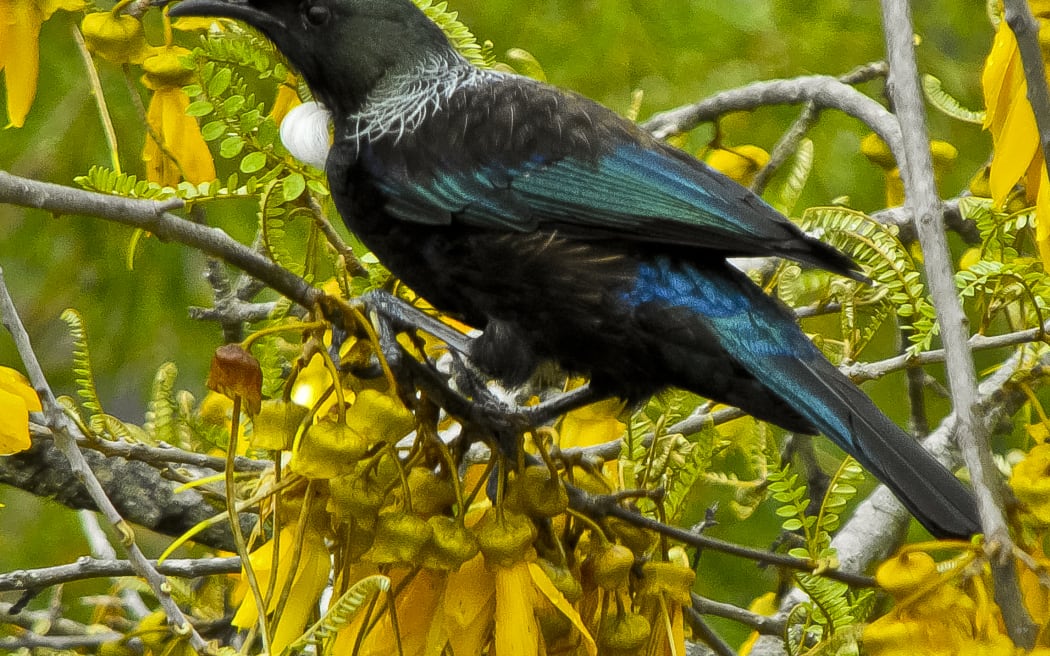 Tūī have become increasingly common around Wellington, thanks to backyard trapping and council pest control.