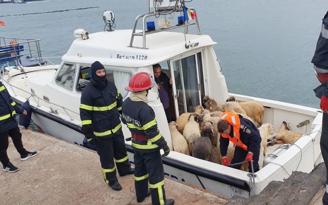 Sheep rescued from a capsized livestock transport vessel, on board of a border police boat in the "Midia" Black See harbour near Constanta on November 24, 2019.