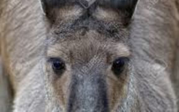 kangaroo