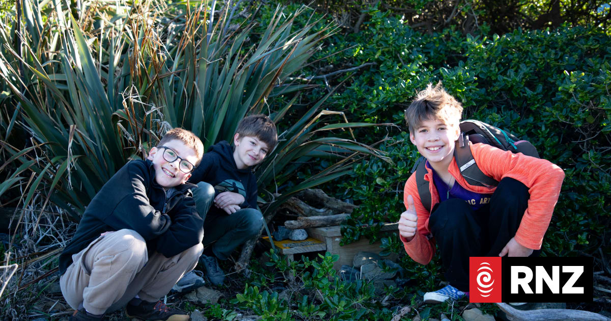 Students set up little blue penguin nesting boxes along Wellington coast
