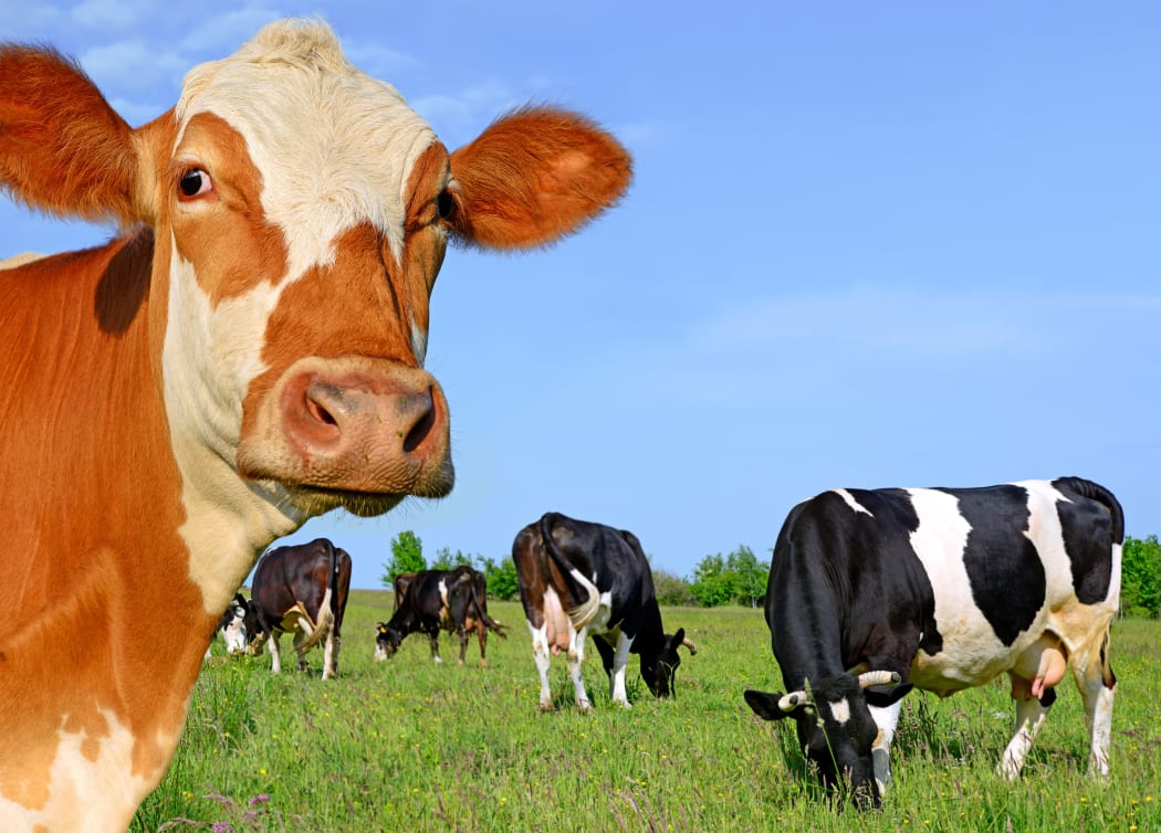 Dairy cows, in a paddock.
