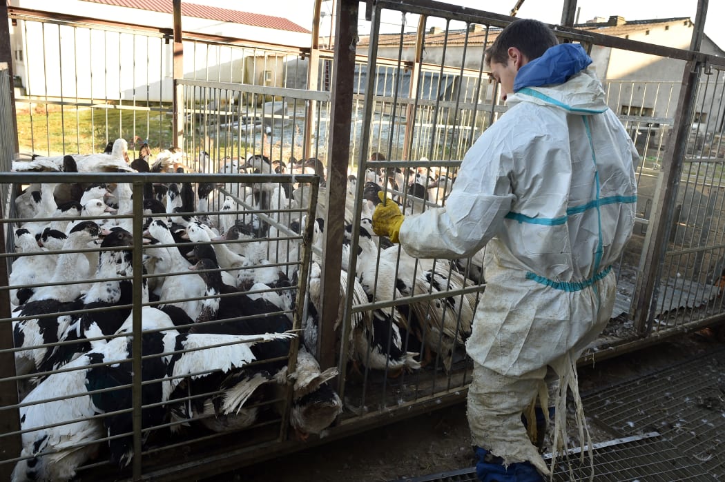 A truck with birds are brought into an enclosure to be culled, in Belloc-Saint-Clamens, southwestern France, on January 6, 2017.