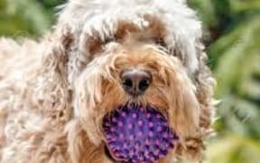 spoodle