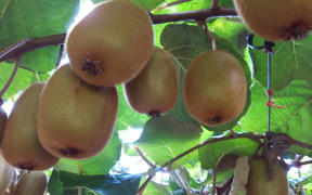 Haywood Green Kiwifruit