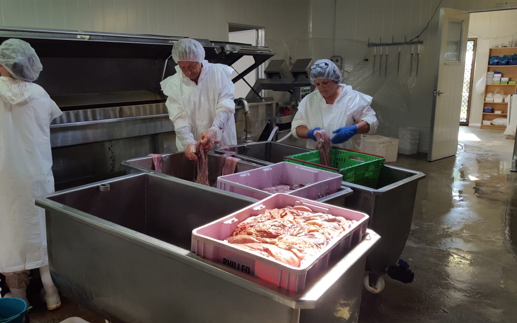 Kerry and Raewyn at Agri-lab sorting through foal placentas.