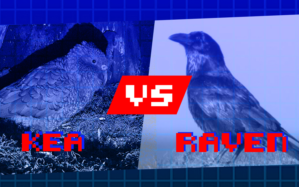 90's fighter computer game design with a picture of a Kea on the left, VS in the middle and a picture of a Raven on the right.