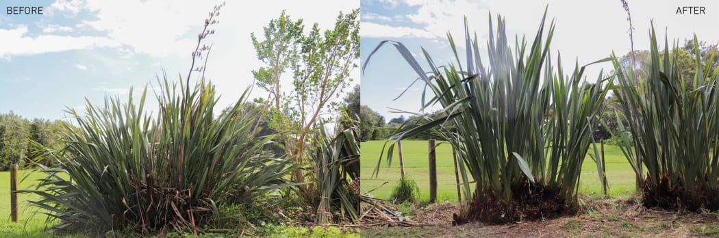 Kāpiti Coast District Council says its management of Paekākāriki harakeke has improved thanks to advice from kairaranga.