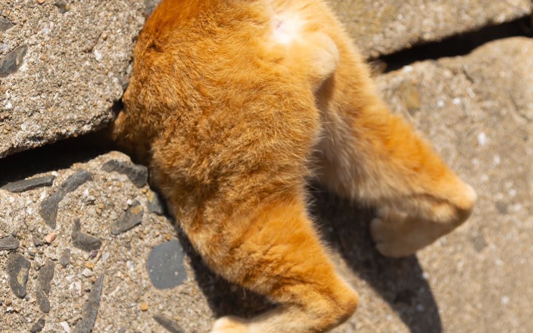 The Comedy Pet Photography Awards 2024
Kenichi Morinaga
Fukuoka
Japan
Cat in a trap. Like a Super Mario.
