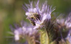 10 June 2021, Saxony-Anhalt, Neinstedt: A honey bee sits on a phacelia plant in a poppy field. Phacelia is also known colloquially as bee pasture or bee lover, as the plant is considered a very high-yielding bee crop.