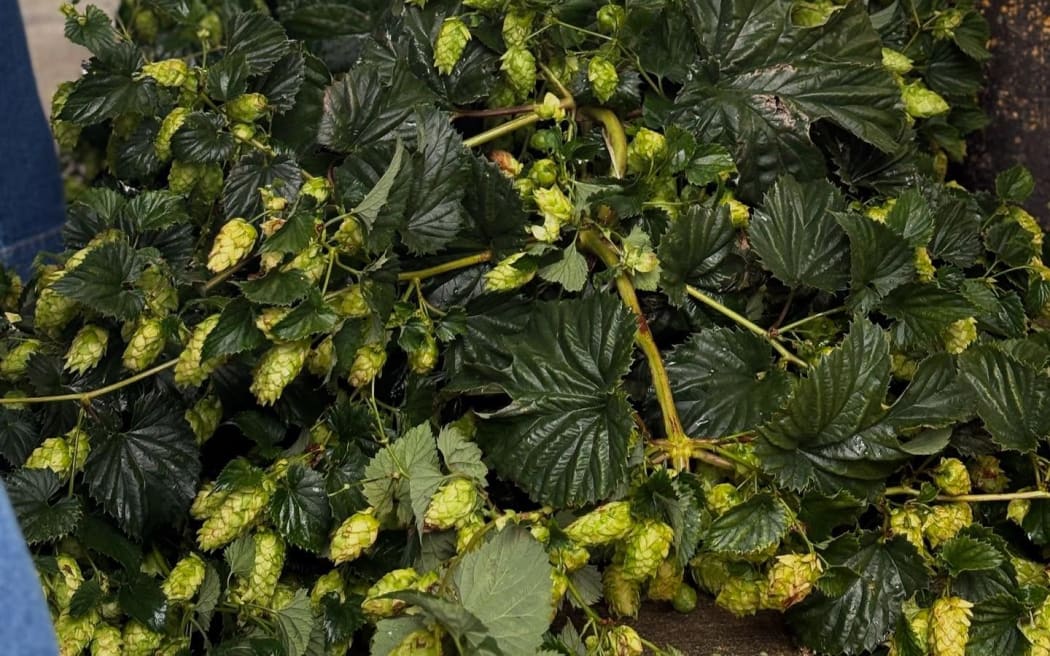 Hops from Tasman