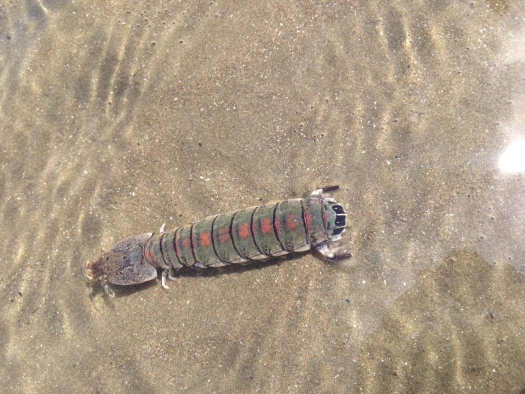 Female mantis shrimp, aka Heterosquilla tricarinata.