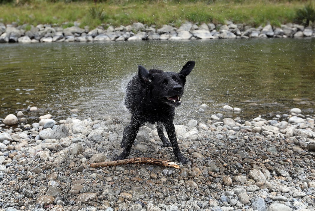 Dog by Hutt River