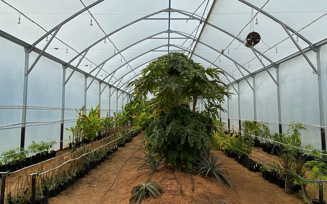 Inside the greenhouse of Kotare Subtropicals