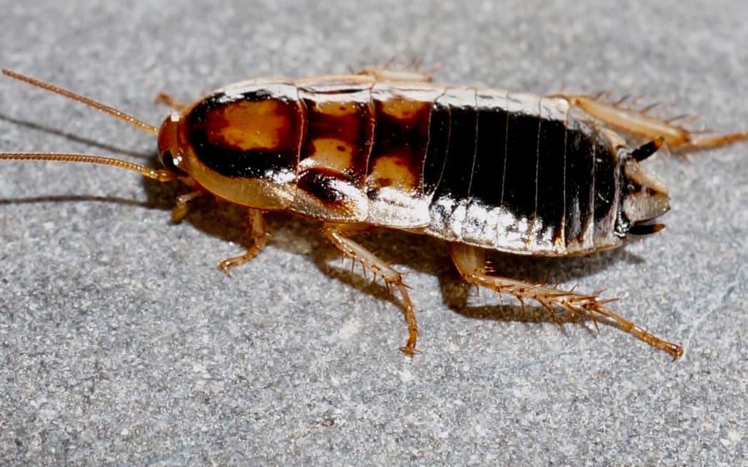Otago alpine cockroach