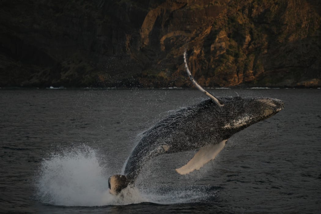 A whale in mid air