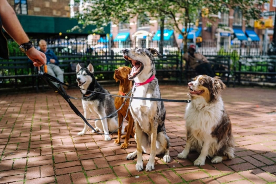 Dog walking