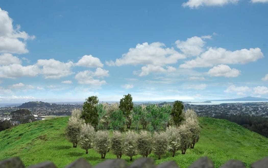 The grove of three tōtara and six pohutukawa with the protective shelter-belt of native shrubs, at the time of planting.