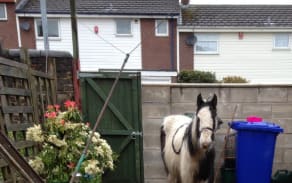 The pony, who has been named Mr Melvin Andrews, is now in the care of World Horse Welfare.