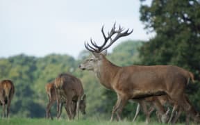Red Deer.