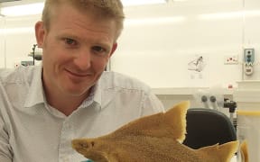 Carl Struthers with a prickly dogfish from the Te Papa fishes collection. This small deep sea shark is flattened on its underside, and hunts for small critters living in the sediment of the ocean floor.
