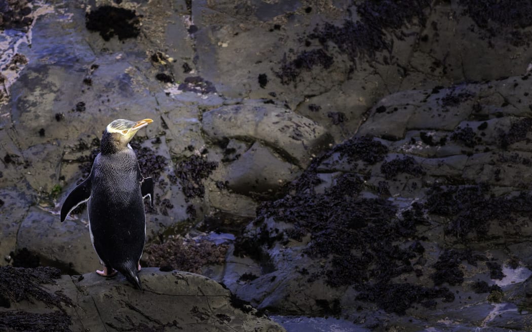 Hoiho/yellow eyed penguins.