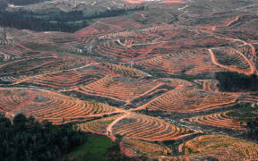 This photograph taken on February 24, 2014 during an aerial survey mission by Greenpeace on Indonesia's Borneo Island shows cleared trees in a forest located in the concession of Karya Makmur Abadi which is being developed for a palm oil plantation.