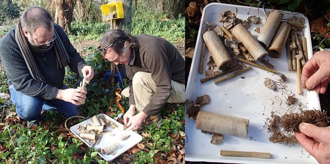 Rob Cruikshank (left) and Nathan Curtis (right) looking for invertebrates in amongst the different materials used in the bug hotel.