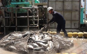 A purse seiner tranships its catch in Majuro's lagoon.