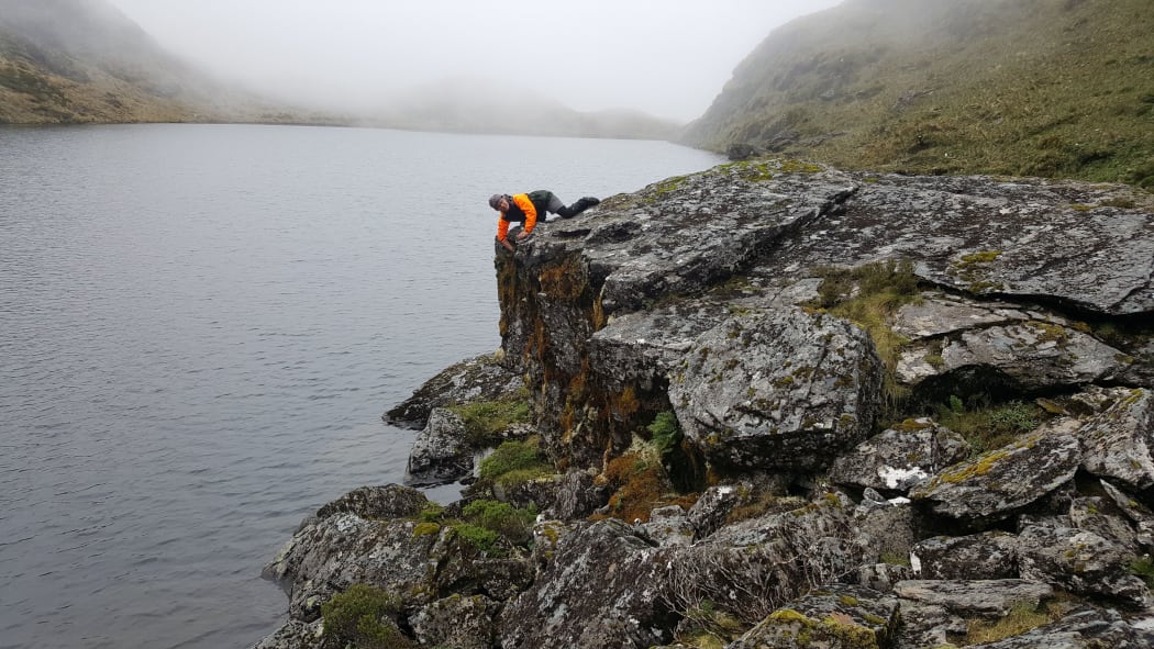 Alpine ecologist Kerry Weston checking a rock wren nest tucked at the top of a large boulder overlooking Minim Mere in the Haast Range, South Westland.