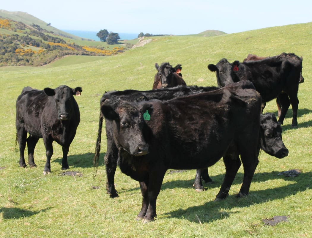 Cattle in South Otago