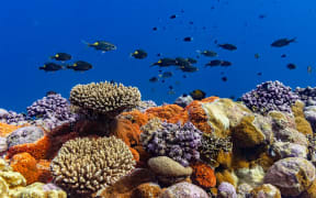 Goldlined emperors with colorful reef (Tuvalu, June 2025). [Photo credit: Manu San Félix, National Geographic Pristine Seas]