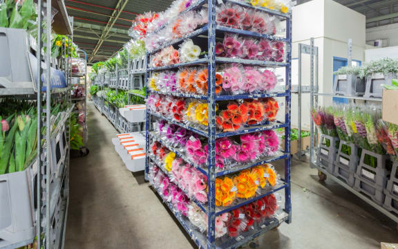 About 40% of New Zealand grown flowers get sold in UFG auction houses three days a week.