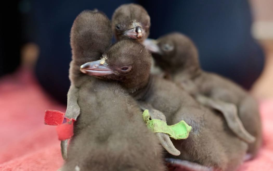 Hoiho yellow-eyed penguin chicks at Dunedin Wildlife Hospital.