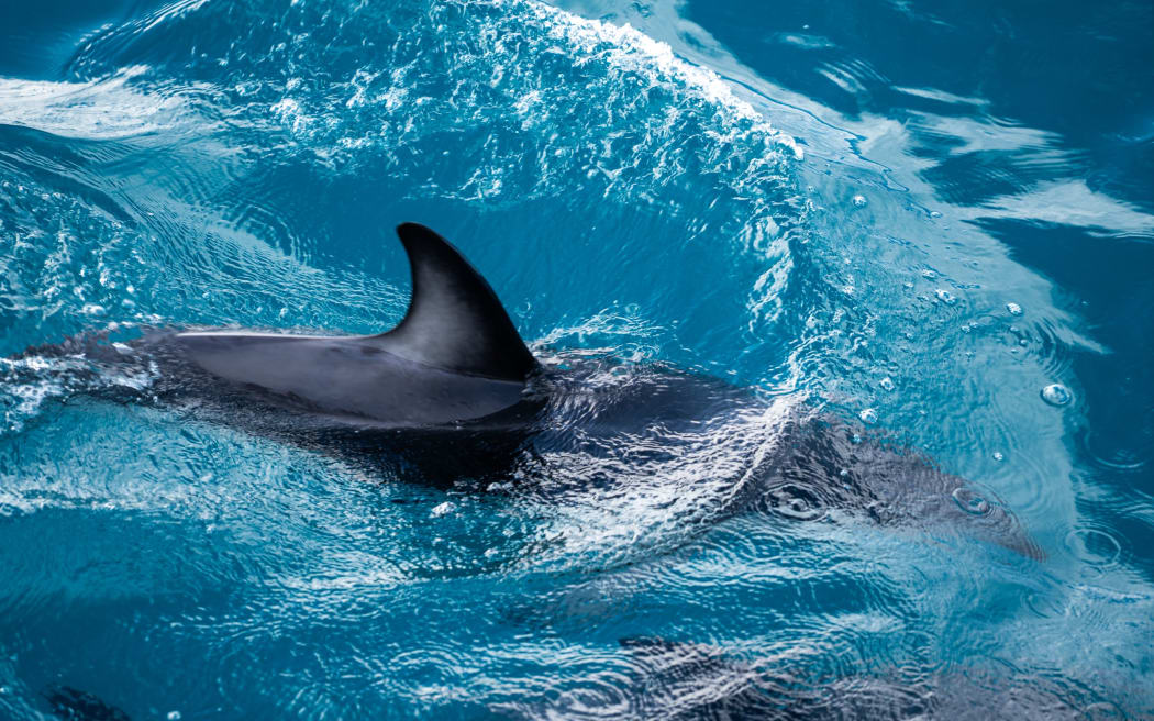 DOC says it appears that it was a dusky dolphin. File picture.