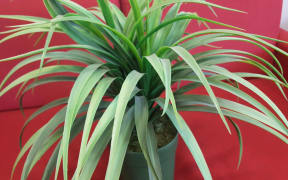 fake plant