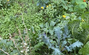 Vegetables and herbs are self seeding, with a minimum of management: light green miner's lettuce is just beginning to emerge behind a seedhead of rocket, alongside wild kale, silverbeet, calendula and borage.