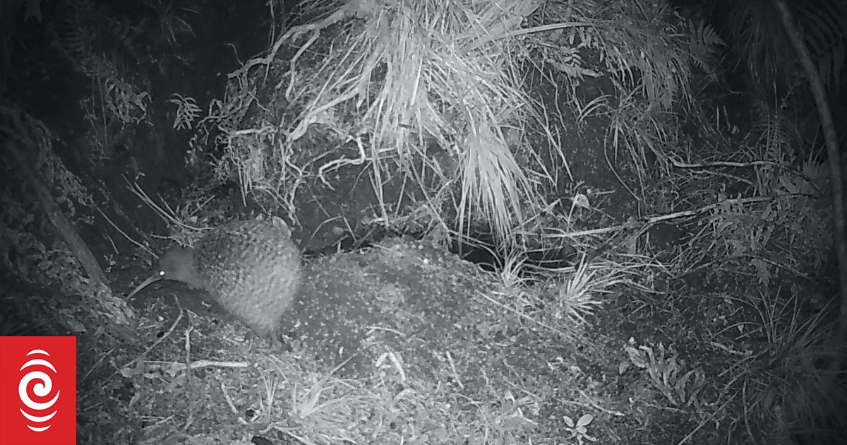 Elation tinged with concern after sighting of great spotted kiwi in Golden Bay - Vimarsana News