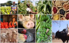 A collage of food supply in Kenya including crops and livestock.