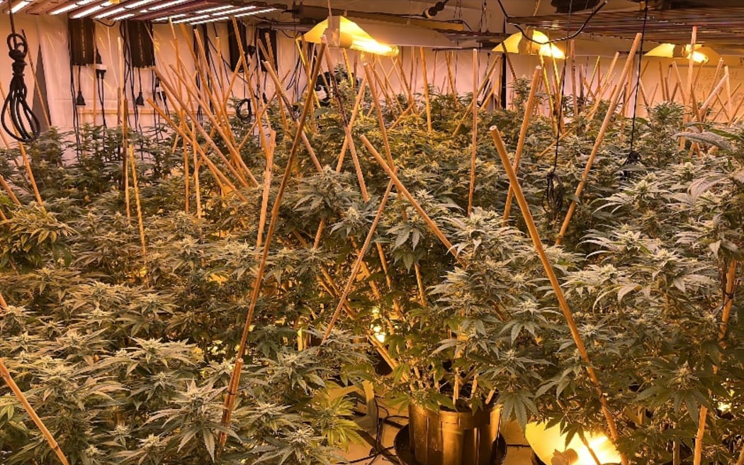 A cannabis grow-house was found during search warrants in Auckland on October 22.