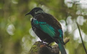 Tūī sitting in a tree, native New Zealand bird captured in forest on Bluff Hill, South Island, New Zealand.