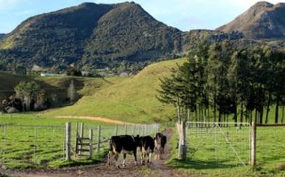 Vintage milk Takaka