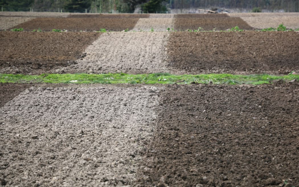 Plant & Food Research catch crop trials at Woodstock Farm