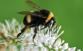 bumblebee