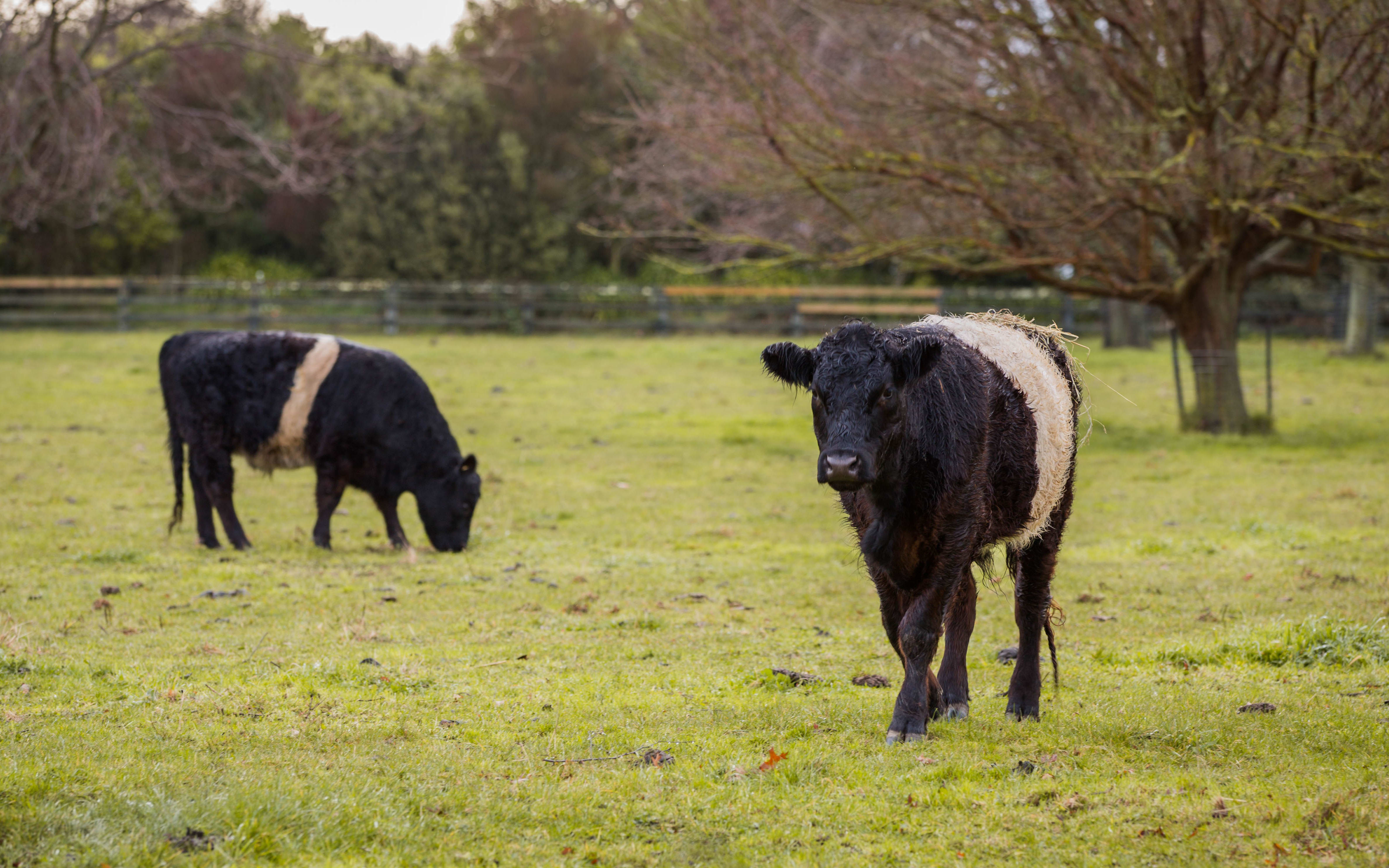 Cows in a paddock in the Hawke's Bay area