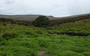 The world's loneliest tree and a sealion on uninhabited Campbell Island.