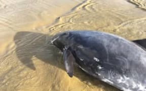 Pygmy whales are stranded on Ninety Mile Beach.