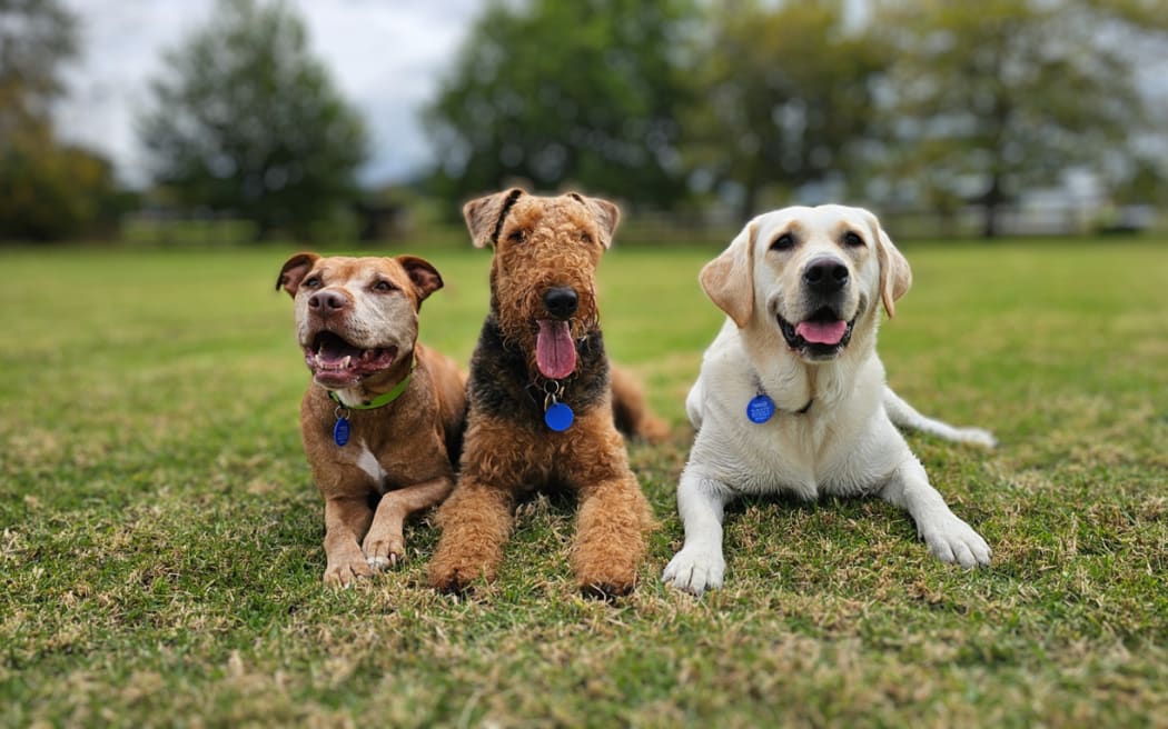 Councillor Josephine Bartley, Chair of the Regulatory and Safety Committee, stresses that dog registration is mandatory, calling the infringement notices a final warning for non-compliant owners.